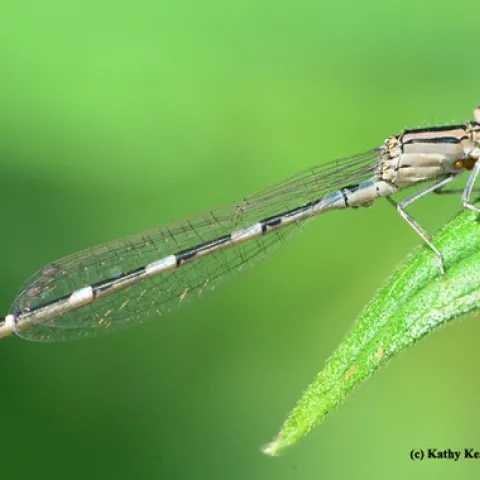Damselfly with water mites (see egglike mass). The insect next to it is probably thrips, according to Lynn Kimsey, director of the Bohart Museum of Entomology, UC Davis. (Photo by Kathy Keatley Garvey)