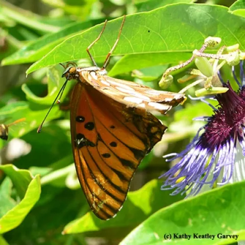 European paper wasp targets a crippled Gulf Fritillary. (Photo by Kathy Keatley Garvey)