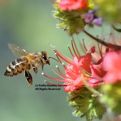 Honey bee heading toward tower of jewels, Echium wildpretii. (Photo by Kathy Keatley Garvey