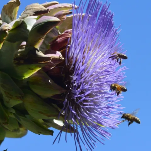 Honey bees flying in formation toward an artichoke in bloom. (Photo by Kathy Keatley Garvey)