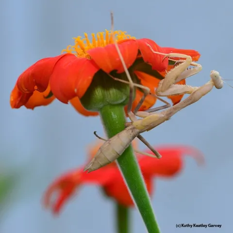 Praying mantis hides beneath the petals of a Mexican sunflower. (Photo by Kathy Keatley Garvey)