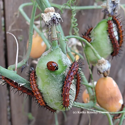 Lady beetle, aka ladybug, with its new "friends"--Gulf Fritillary caterpillars. (Photo by Kathy Keatley Garvey)