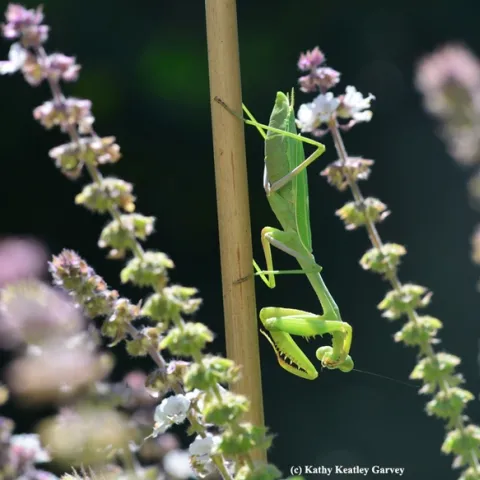 Praying mantis stretches in the African blue basil. (Photo by Kathy Keatley Garvey)