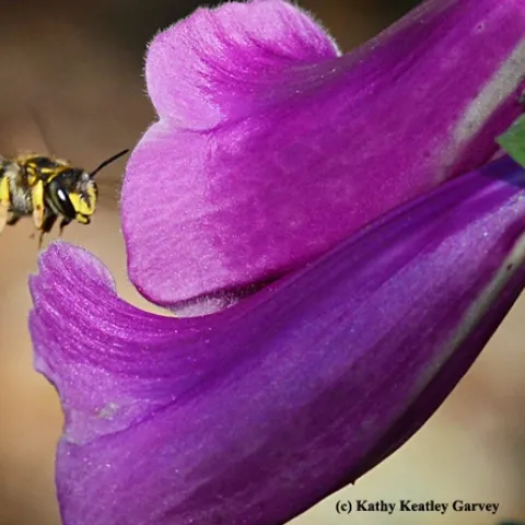 Male European wool carder bee heads for a foxglove. (Photo by Kathy Keatley Garvey)