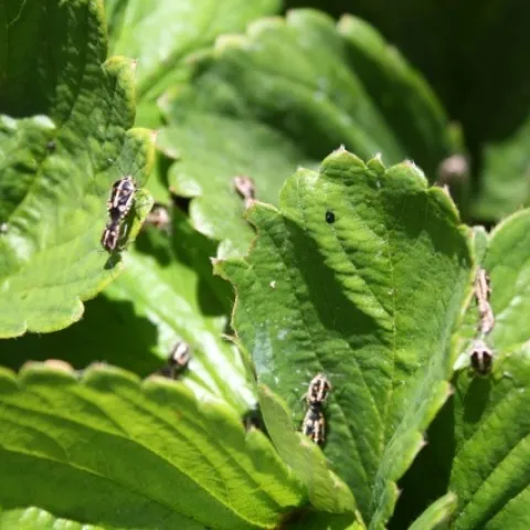 Bagrada bug-Jennifer Evangelista-SLO-Strawberry-20140825