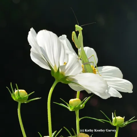 A praying mantis perches on a cosmos. (Photo by Kathy Keatley Garvey)