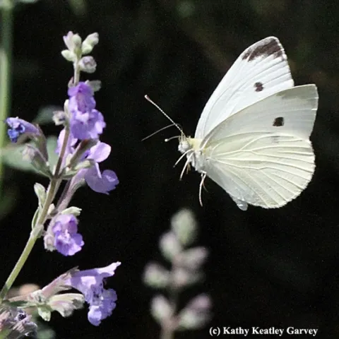 Art Shapiro saw 19 of this species, Pieris rapae, or cabbage white, today at his North Sacramento study site. (Photo by Kathy Keatley Garvey)
