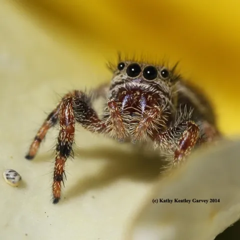 A jumping spider, nestled in the petals of a yellow rose, "Sparkle and Shine," looks at the photographer. (Photo by Kathy Keatley Garvey)