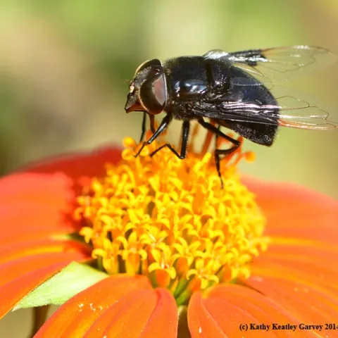 Black hover fly, aka Mexican cactus fly, sipping nectar from a Mexican sunflower (Tithonia). (Photo by Kathy Keatley Garvey)