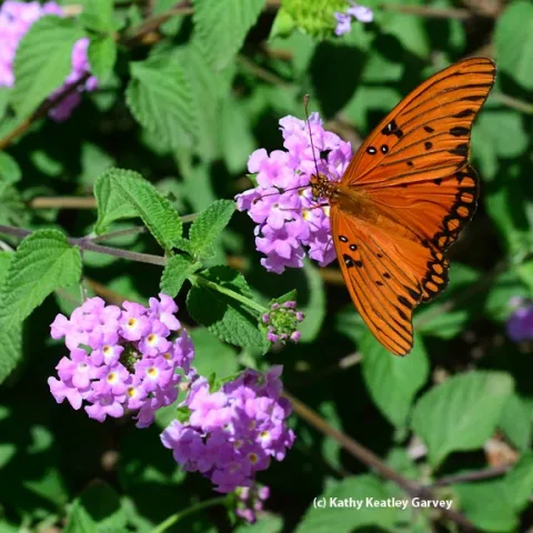 A Gulf Fritillary butterfly on purple lantana. (Photo by Kathy Keatley Garvey)