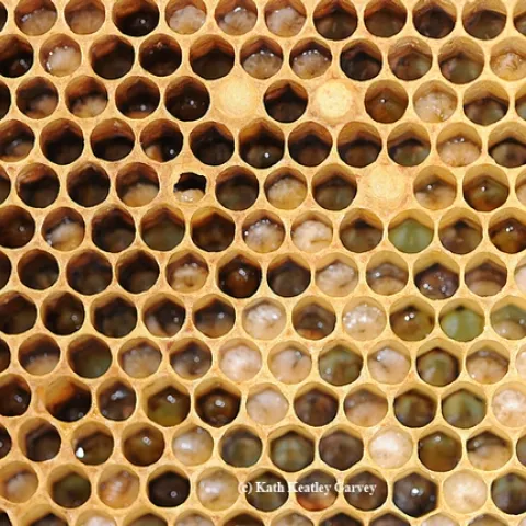 Would you eat honey bee larvae? (Photo by Kathy Keatley Garvey)