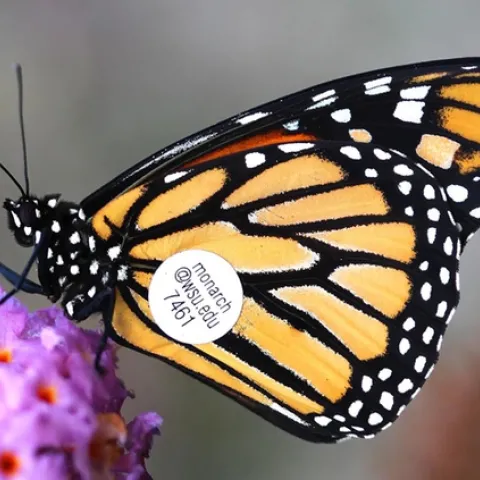 Close-up of a tagged Monarch butterfly. (Photo by David James, entomologist at Washington State University, Pullman, Wash.)