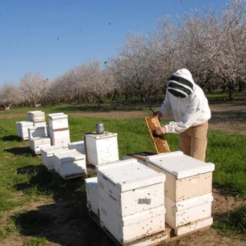 Michael "Kim" Fondrk of UC Davis tends Robert Page's bees in a Dixon, Calif. almond orchard. (Photo by Kathy Keatley Garvey)