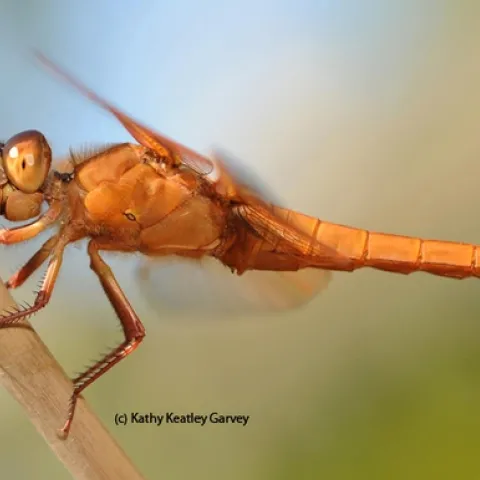 Flameskimmer dragonfly, Libellula saturata. (Photo by Kathy Keatley Garvey)