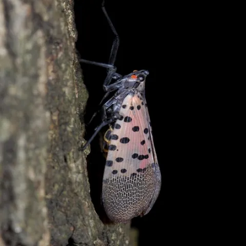 Spotted lanternfly-hojae.net520