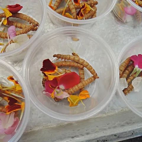 Flavored meal worms were first on the menu. (Photos by Kathy Keatley Garvey