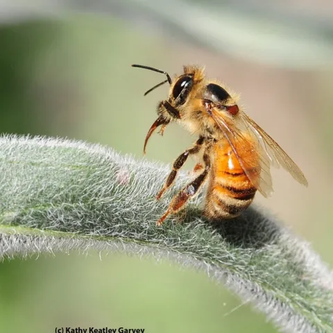 This honey may or may not have been poisoned by neonics, but it's definitely "under the weather." (Photo by Kathy Keatley Garvey)