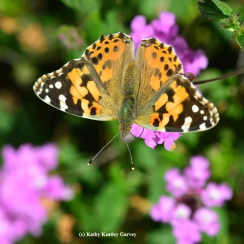 A Painted Lady (Vanessa cardui) nectaring on lantana on Black Friday. (Photo by Kathy Keatley Garvey)