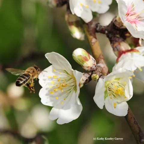 Honey bee pollinating an almond blossom. (Photo by Kathy Keatley Garvey)