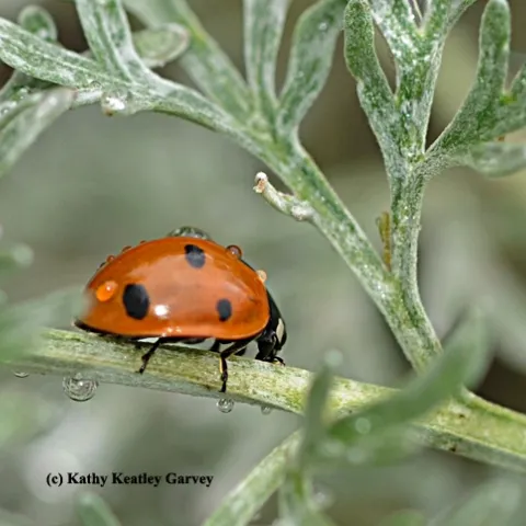 Rain drops falling on a lady beetle, aka ladybug. (Photo by Kathy Keatley Garvey)