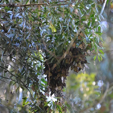 Monarchs roosting on the leaves of a Eucalyptus tree. (Photo by Kathy Keatley Garvey)