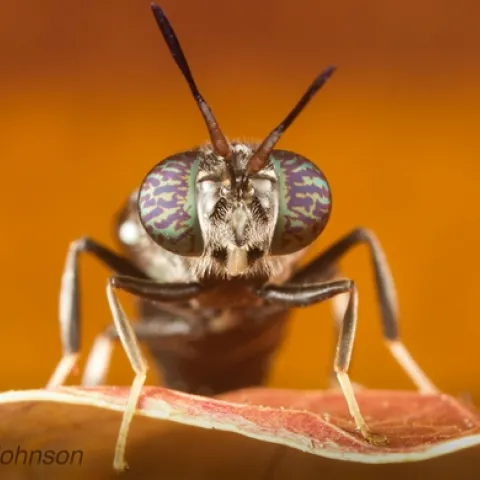 This photo of a black soldier fly, by Jena Johnson, is "Mr. October" in the ESA calendar. (Photo by Jena Johnson, used with permission)