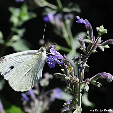Cabbage white butterfly on catmint. (Photo by Kathy Keatley Garvey)