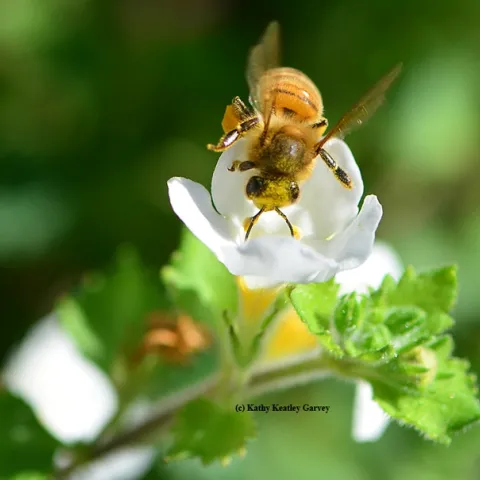 A pollen-covered honey bee heading toward Bacopa. (Photo by Kathy Keatley Garvey)