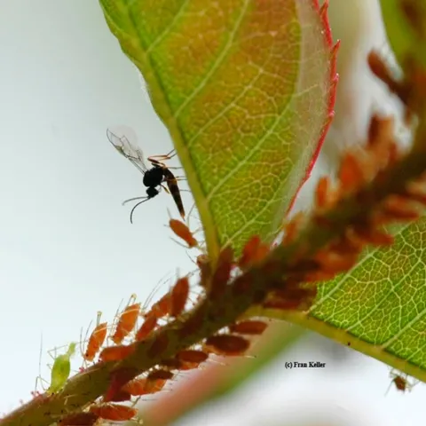 A wasp (family Aphidiinae) parasitizing an aphid. (Photo by Fran Keller, who received her doctorate in entomology this year from UC Davis.)