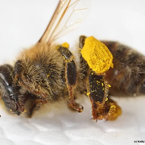 This dead honey bee with a load of pollen was among dozens found outside the Robert and Margrit Mondavi Center for the Performing Arts on the UC Davis campus. (Photo by Kathy Keatley Garvey)