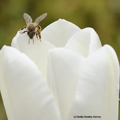 Honey bee foraging on a tulip. (Photo by Kathy Keatley Garvey)
