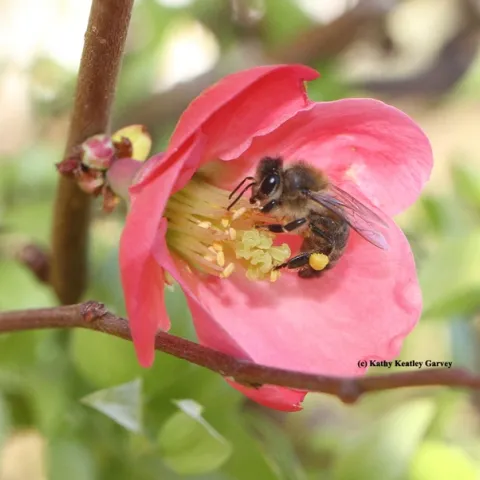 Honey bee foraging in a flowering quince. (Photo by Kathy Keatley Garvey)