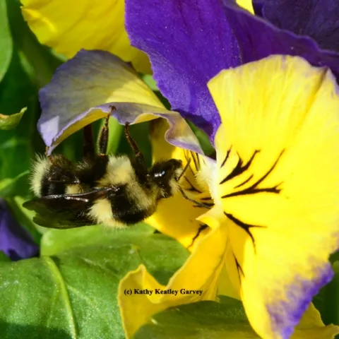 A queen black-tailed bumble bee, Bombus melanopygus, foraging on pansies on Jan. 22, 2014. (Photo by Kathy Keatley Garvey)