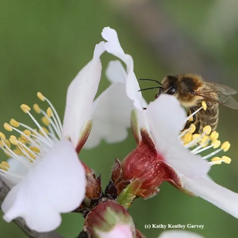 A honey bee peers over an almond blossom on Bee Biology Road, UC Davis. (Photo by Kathy Keatley Garvey)