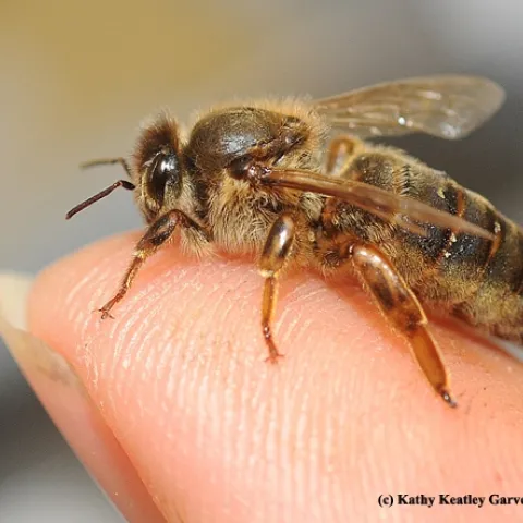 A honey bee queen on a finger. (Photo by Kathy Keatley Garvey)