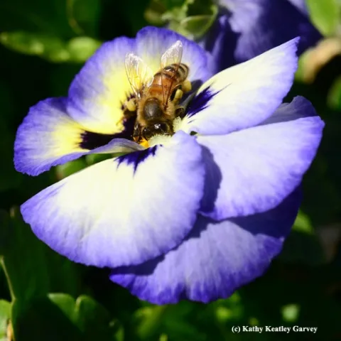 Honey bee foraging on a pansy. (Photo by Kathy Keatley Garvey)