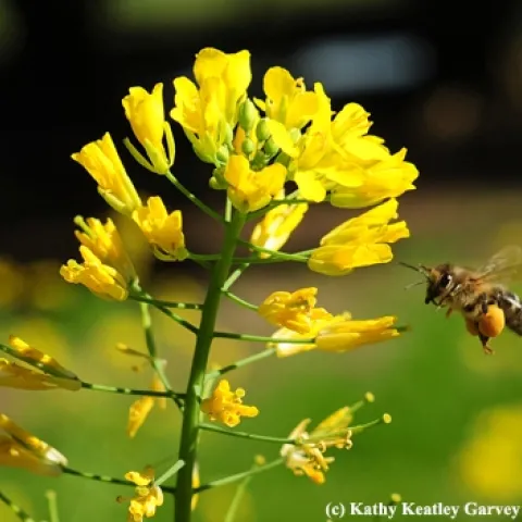 A honey bee with a huge pollen load heads for more mustard pollen. (Photo by Kathy Keatley Garvey)