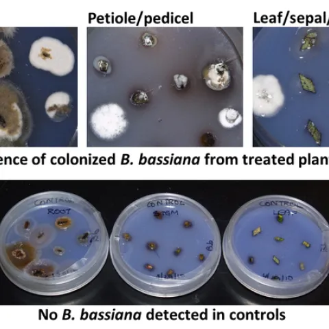 Bb emerging from strawberry plant tissue
