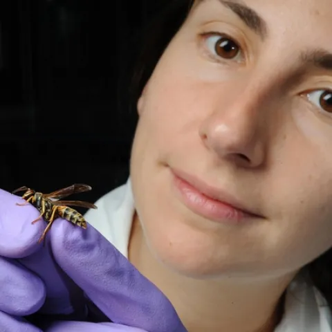 Amy Toth with a Polistes paper wasp.