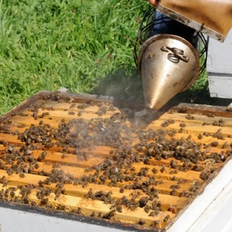 A beekeeper smoking a hive. (Photo by Kathy Keatley Garvey)