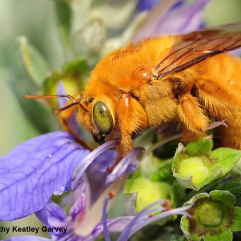 A male Valley carpenter bee, Xylocopa varipuncta. (Photo by Kathy Keatley Garvey)