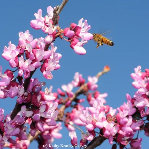 A honey bee foraging on a redbud, Cercis canadensis, at the UC Davis Arboretum Teaching Nursery. (Photo by Kathy Keatley Garvey)
