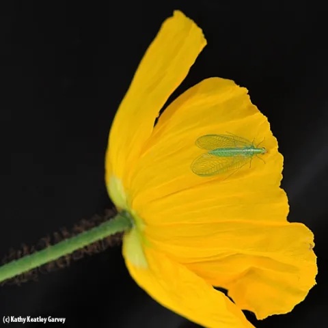 A green lacewing lands on an Iceland poppy. (Photo by Kathy Keatley Garvey)