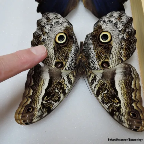 This is an owl butterfly, genus Caligo. (Photo by Kathy Keatley Garvey)