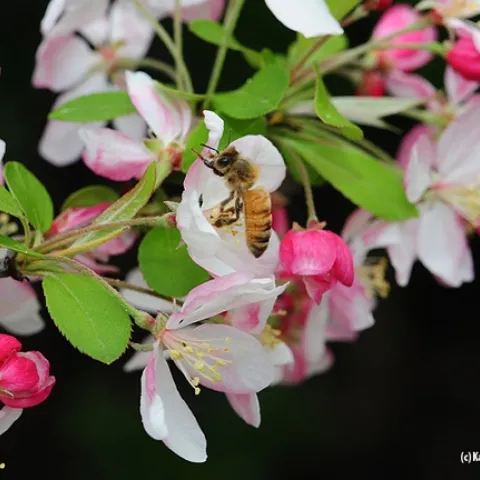 Honey bee foraging on flowering crab apple. (Photo by Kathy Keatley Garvey)
