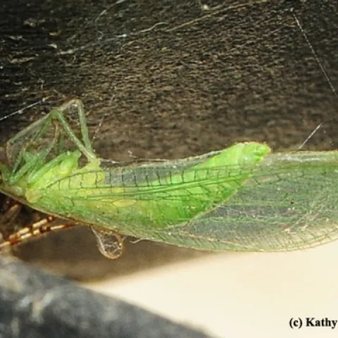 If you look closely, this green lacewing that fluttered onto a porch light fixture, is not alone. (Photo by Kathy Keatley Garvey)