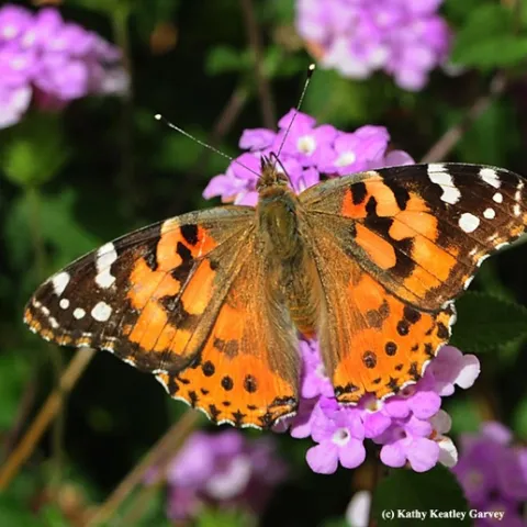 A Painted Lady, Vanessa cardui, nectaring on lantana. (Photo by Kathy Keatley Garvey)