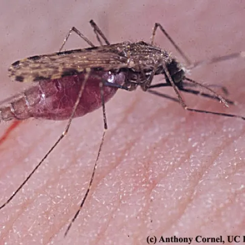 The malaria mosquito, Anopheles gambiae. (Photo by Anthony Cornel)