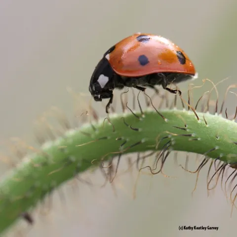 A lady beetle crawls on an Iceland poppy stem. (Photo by Kathy Keatley Garvey)