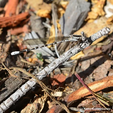 This female damselfly, Argia vivida, can barely be distinguished from the twig she's resting on. (Photo by Kathy Keatley Garvey)